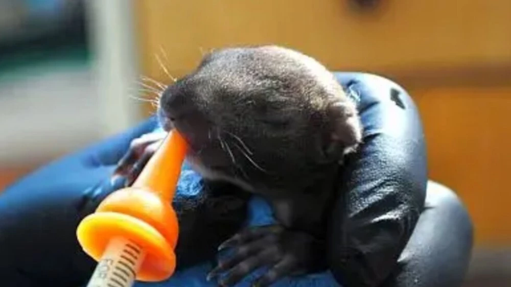 Спасиха три бебета катерички в Стара Загора