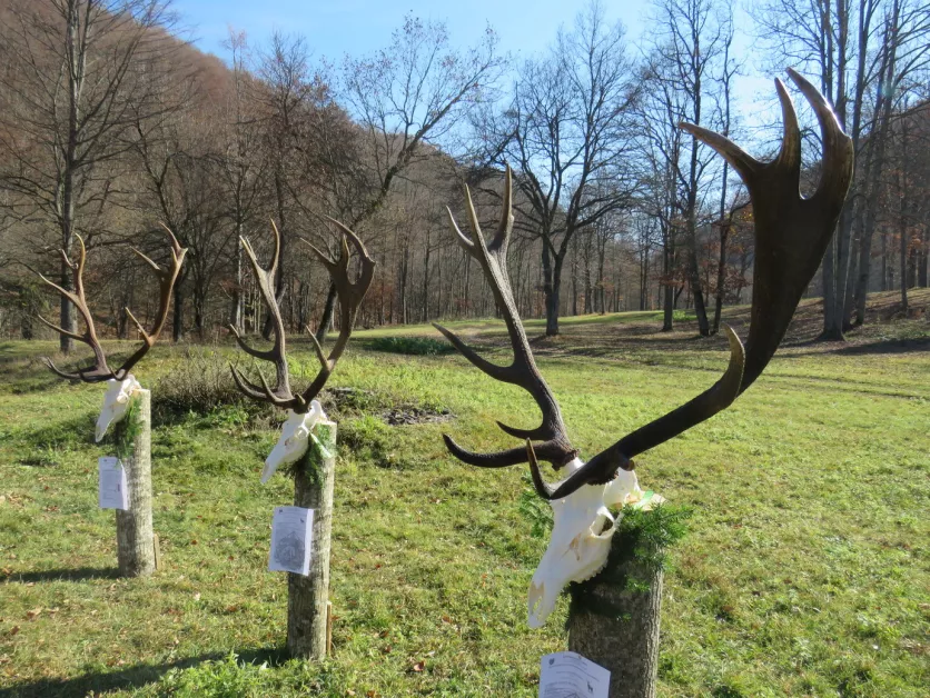 Бившият директор на ДЛС Кормисош: Жертва съм на омаскаряване