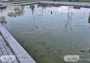 Фонтан в Пловдив се превърна в блато, зловонията се носят до детска площадка
