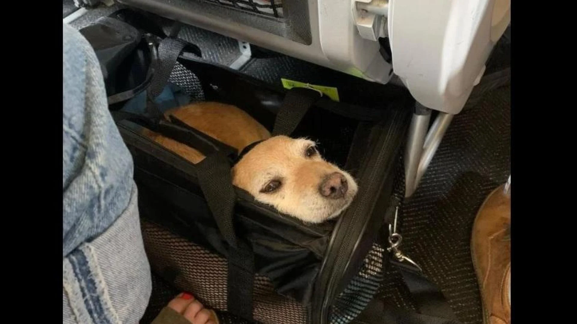 Гърция организира специален полет за евакуация от Дубай на хора с домашни любимци