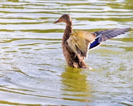 Огнище на птичи грип е установено във ферма за патици в димитровградското село