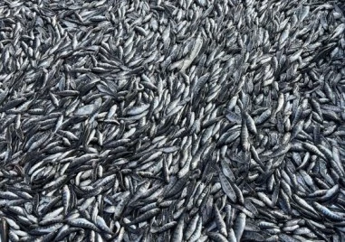 Има задържан за масовата смърт на риба в известно стопанство край Пловдив