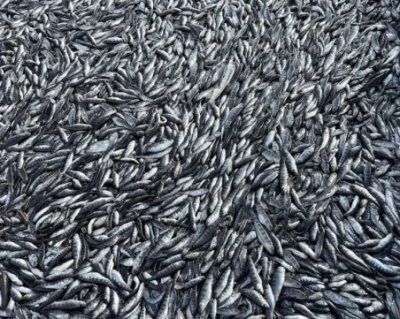 Има задържан за масовата смърт на риба в известно стопанство край Пловдив