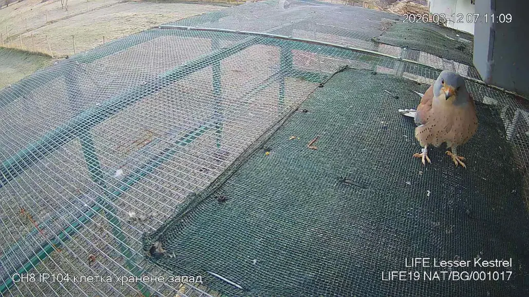 Първата белошипа ветрушка се завърна в Карловско