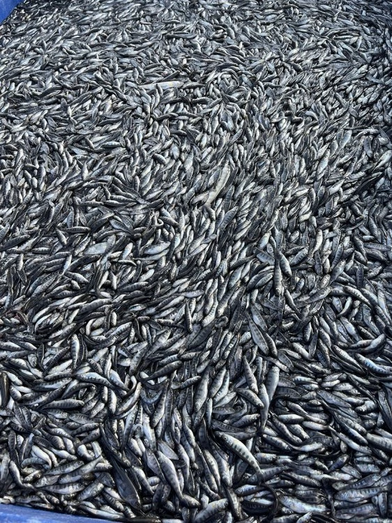 Има задържан за масовата смърт на риба в известно стопанство край Пловдив