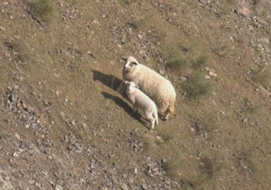 Започна спастителна акция за изваждане на овце от дълбока пропаст в Кърджалийско