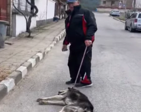 Грозно! Мъж влачи куче на каишка