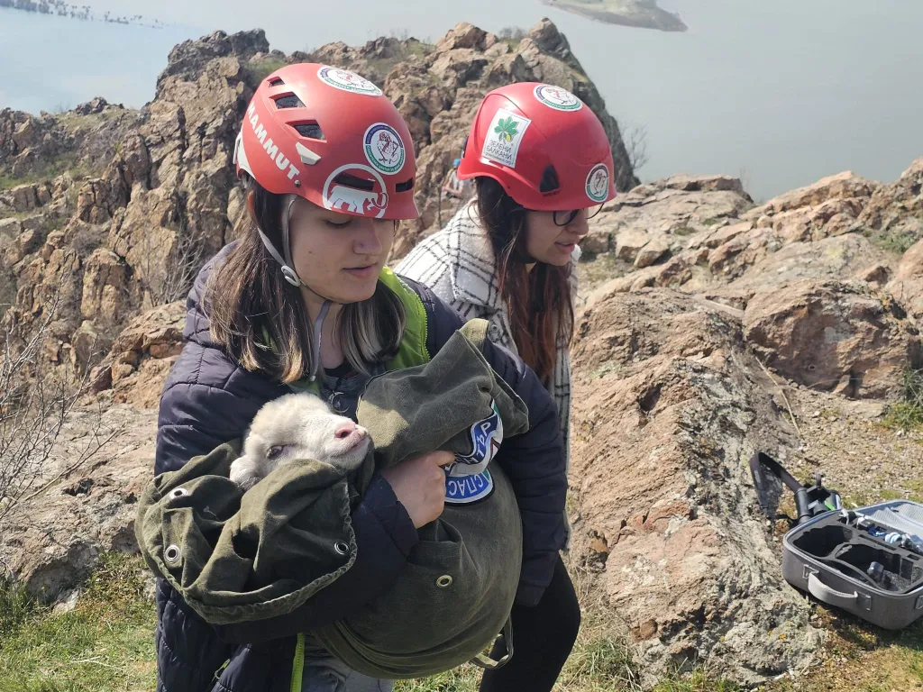 Спасиха две от трите овце, бедстващи в пропаст край Кърджали