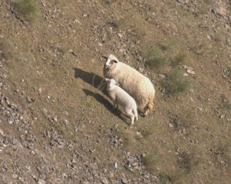 Започна спастителна акция за изваждане на овце от дълбока пропаст в Кърджалийско