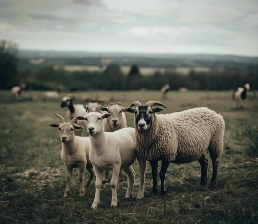 БАБХ започва масови проверки по южната граница, забраняват пазарите на животни в няколко области