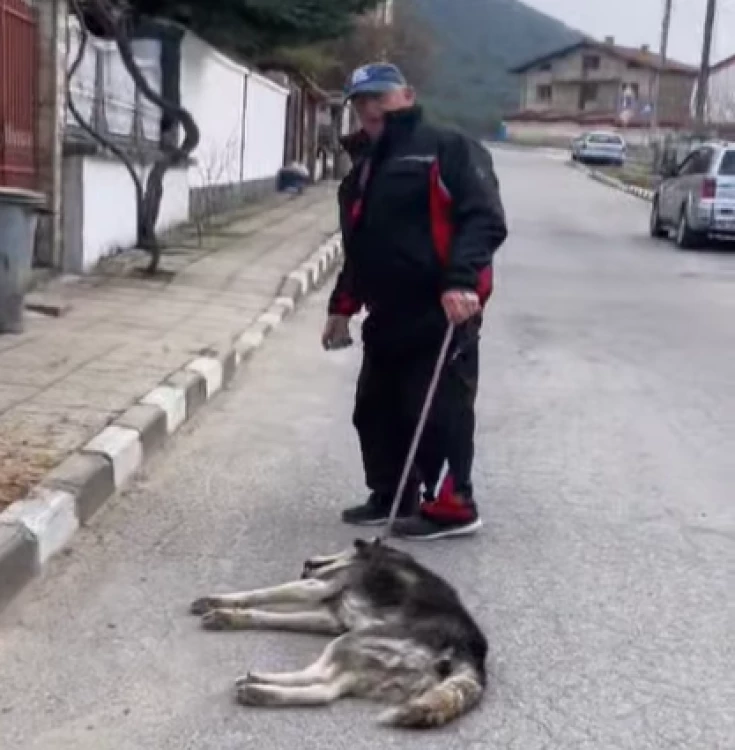 Грозно! Мъж влачи куче на каишка