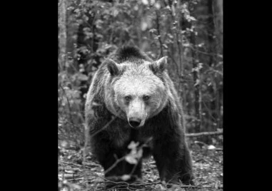 Почина мечката Рада от парка в Белица