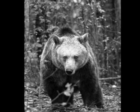 Почина мечката Рада от парка в Белица