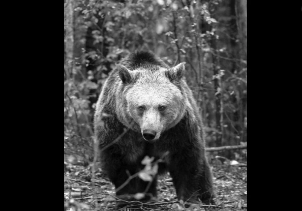 Почина мечката Рада от парка в Белица