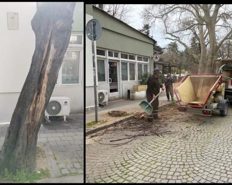 Бърза намеса след сигнал на TrafficNews: Опасно дърво в Пловдив вече е история
