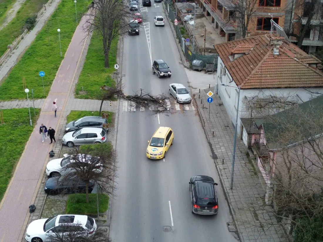 Дърво падна върху пешеходна пътека на булевард 