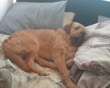 Издирват изчезнало куче в Пловдив – Пухчо е в неизвестност от понеделник сутринта