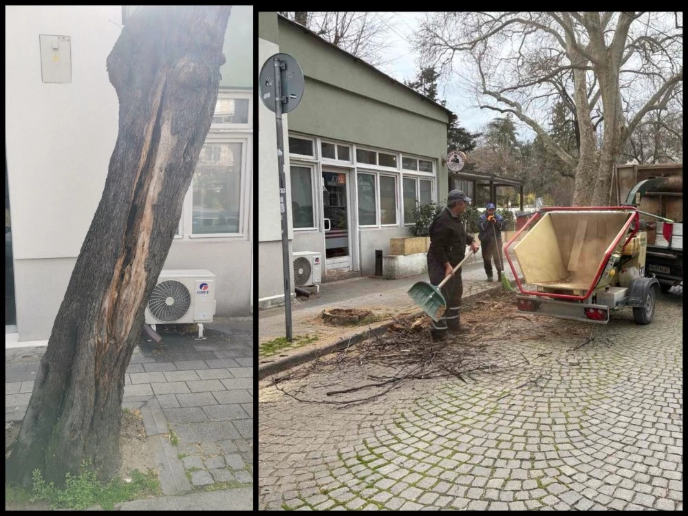 Бърза намеса след сигнал на TrafficNews: Опасно дърво в Пловдив вече е история