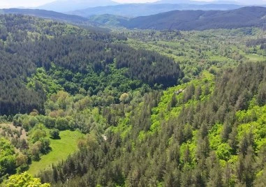 България увеличава горския си запас, но браншът предупреждава: Изоставаме в стопанисването