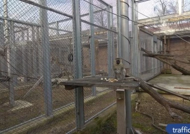 Промени около пловдивския зоопарк отново влизат в дневния ред на Общината