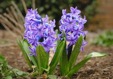 Втори живот за зюмбюла - лесни стъпки у дома