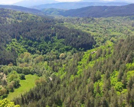 България увеличава горския си запас, но браншът предупреждава: Изоставаме в стопанисването