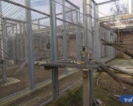 Промени около пловдивския зоопарк отново влизат в дневния ред на Общината