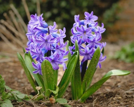 Втори живот за зюмбюла - лесни стъпки у дома