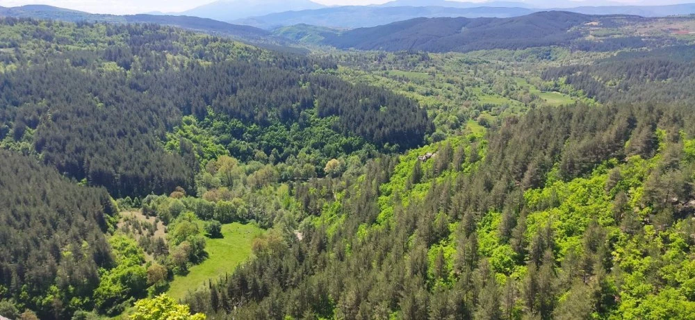 България увеличава горския си запас, но браншът предупреждава: Изоставаме в стопанисването