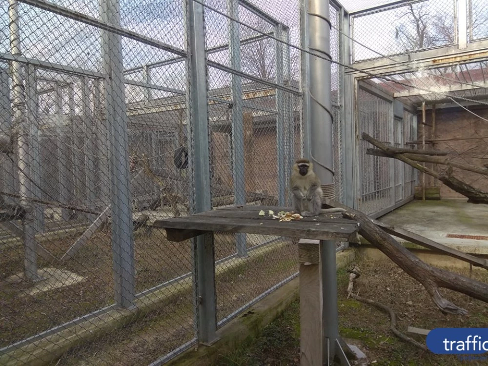 Промени около пловдивския зоопарк отново влизат в дневния ред на Общината