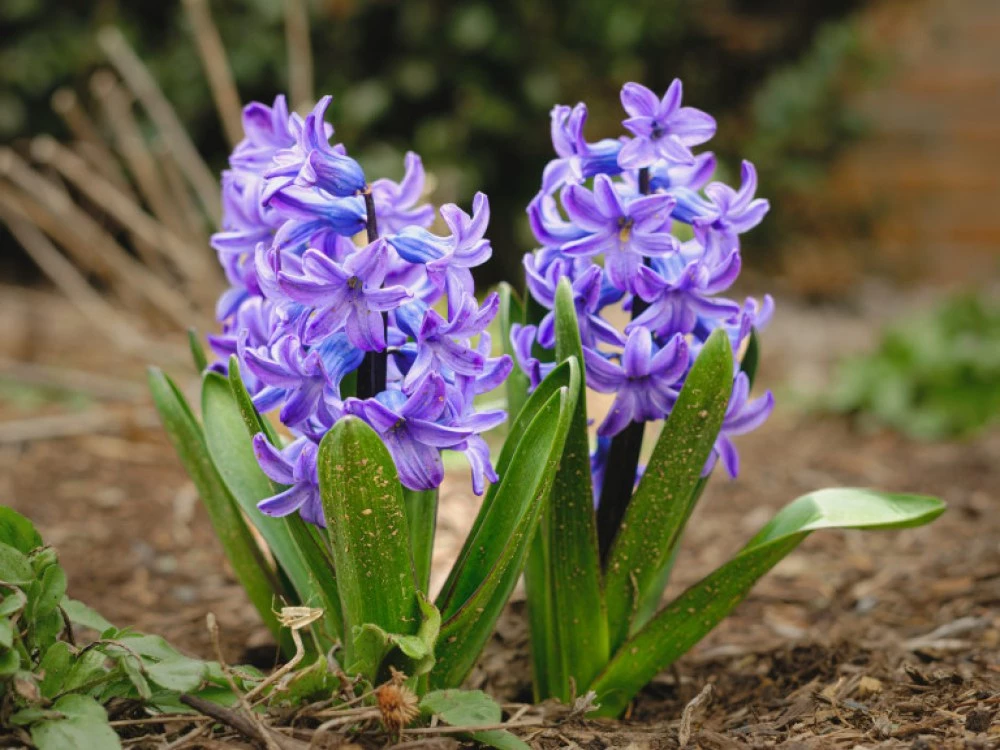 Втори живот за зюмбюла - лесни стъпки у дома