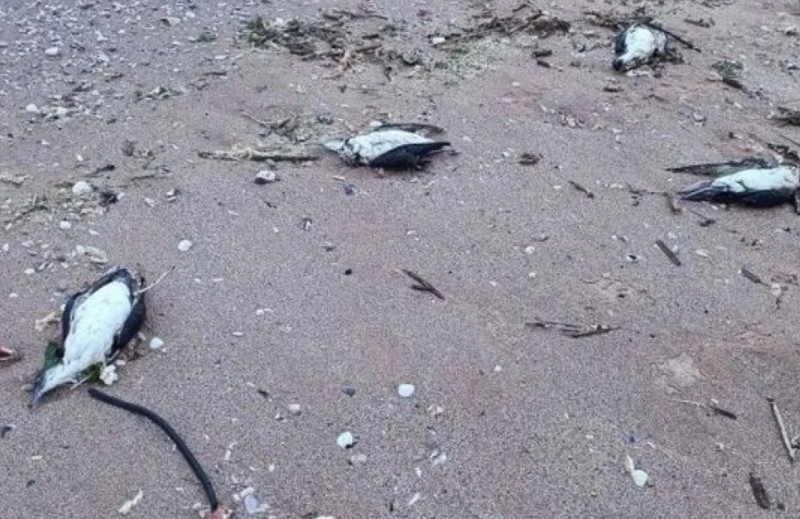 Откриха мъртви 9 делфина и 300 птици в района на Северното Черноморие