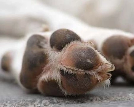 Отровиха куче в село край Пловдив