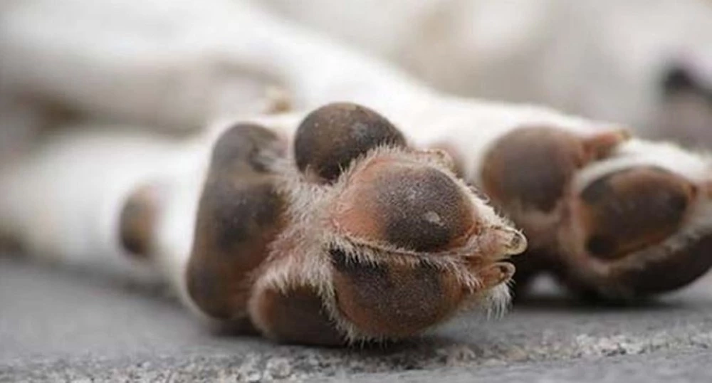 Отровиха куче в село край Пловдив