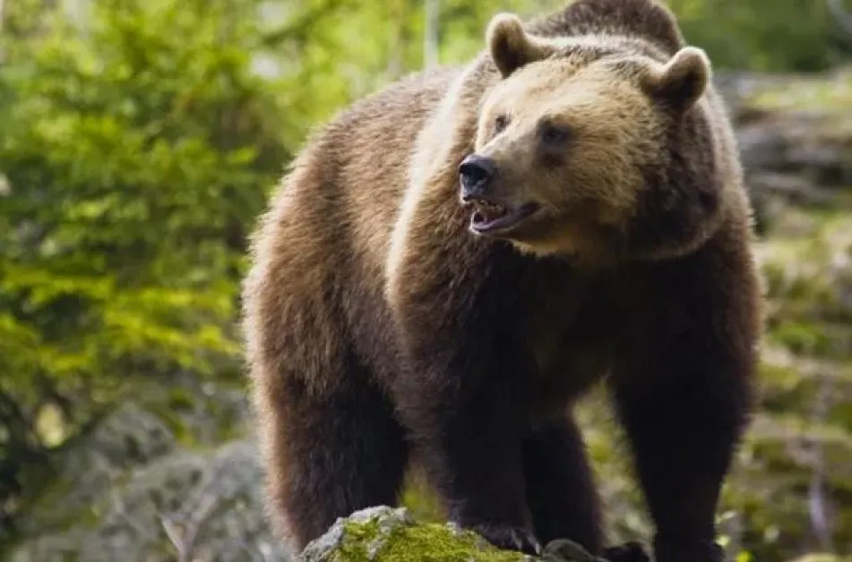 Мечките в Белица се събудиха, отварят парка на 1 април
