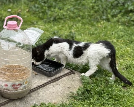 Болни улични котета и мизерия на метри от детска площадка в Кършияка