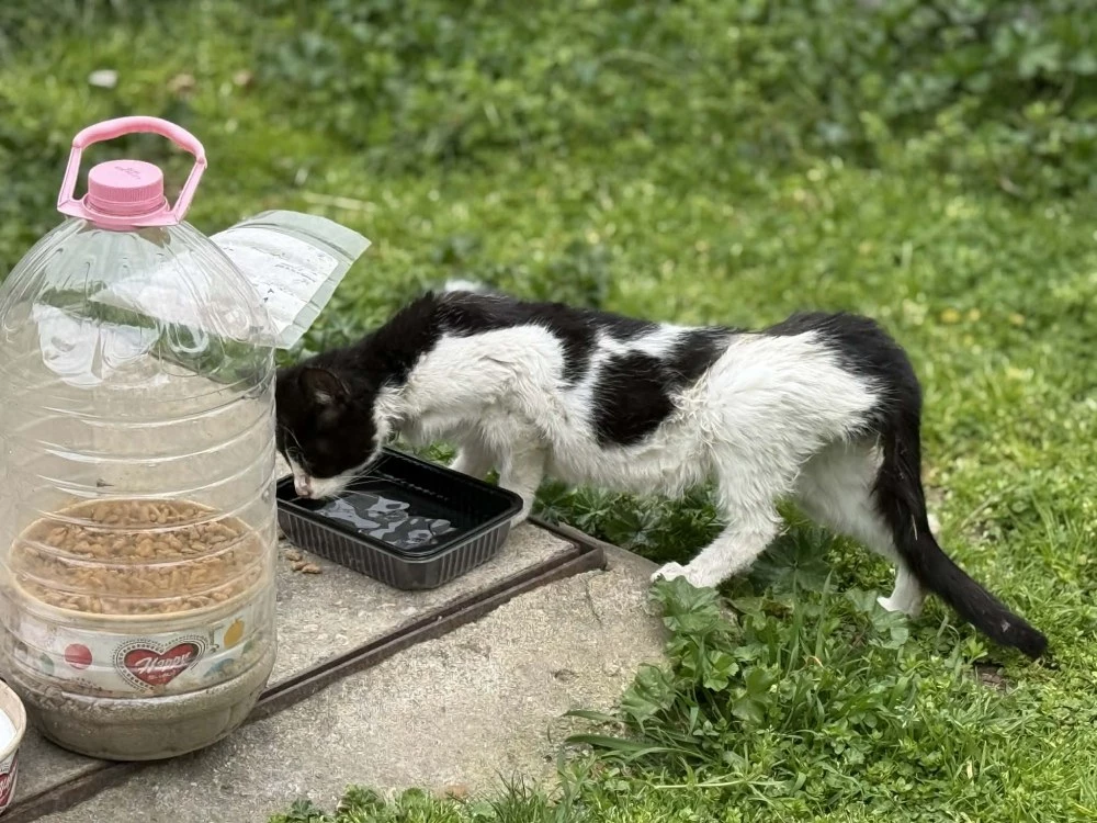 Болни улични котета и мизерия на метри от детска площадка в Кършияка