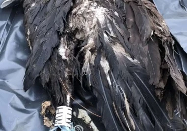 Нов случай: Отровиха черен лешояд в защитена зона Бяла река