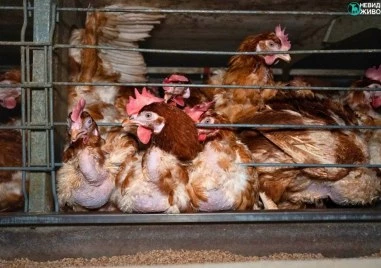 Прокуратурата образува досъдебно производство след шокиращи кадри в птицеферма