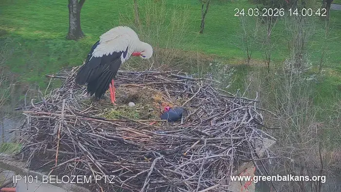 Белозем посреща пролетта с първото щъркелово яйце