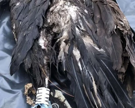 Нов случай: Отровиха черен лешояд в защитена зона 