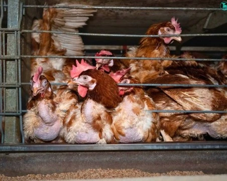 Прокуратурата образува досъдебно производство след шокиращи кадри в птицеферма