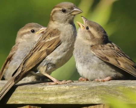 Тревожна статистика: Врабчетата в България са намалели наполовина за 20 години