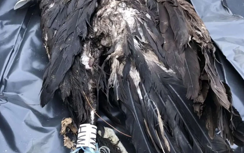 Нов случай: Отровиха черен лешояд в защитена зона 