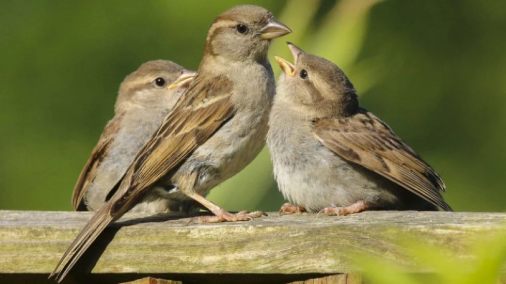 Тревожна статистика: Врабчетата в България са намалели наполовина за 20 години
