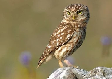 Митове и страхове застрашават кукумявките у нас