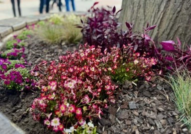 Преобразяване: Хиляди нови разцъфнали цветя украсяват Главната на Пловдив