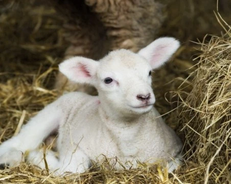 Агнетата в Пловдивско удариха 10 евро/кг живо тегло, далеч по-евтино е в други части на страната