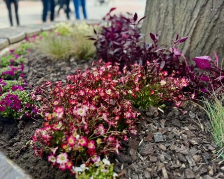 Преобразяване: Хиляди нови разцъфнали цветя украсяват Главната на Пловдив
