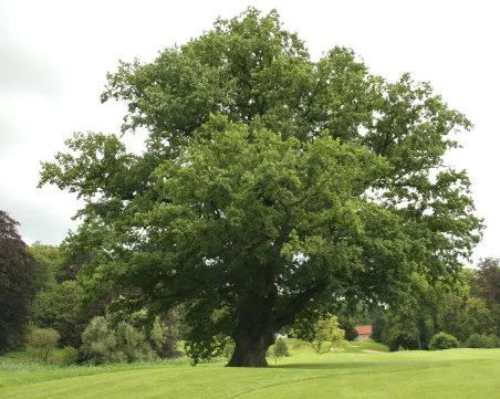 Строг закон ще пази местност с вековни дървета в Пловдивско – забраняват строителство, кариери и дори бивакуване